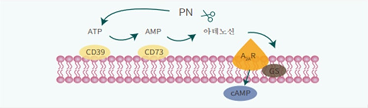 PN Mechanism