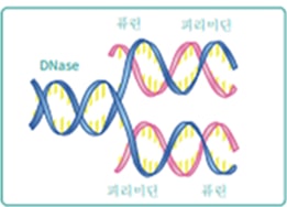 PN Mechanism