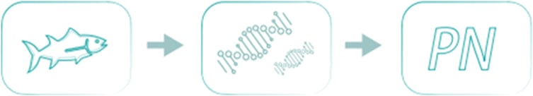 PN/PDRN Process
